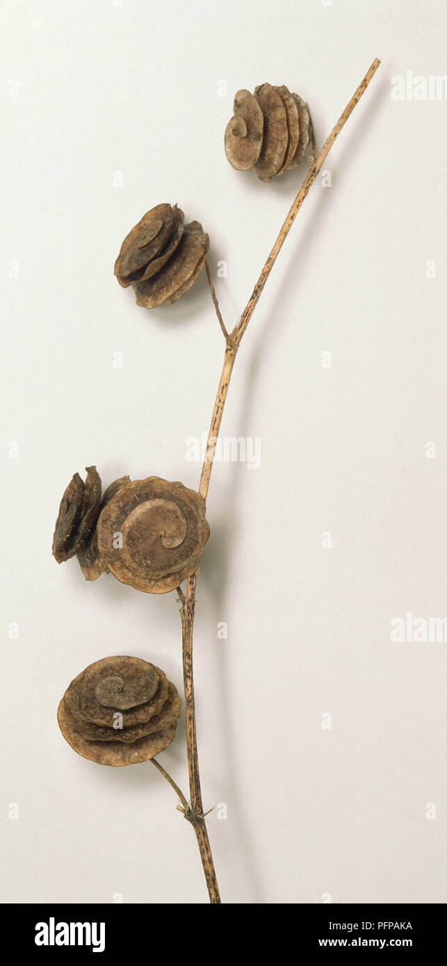 Medicago orbicularis, Reife pod der großen Scheibe Medick, braun Stick mit fünf Spirale Pods. Stockfoto