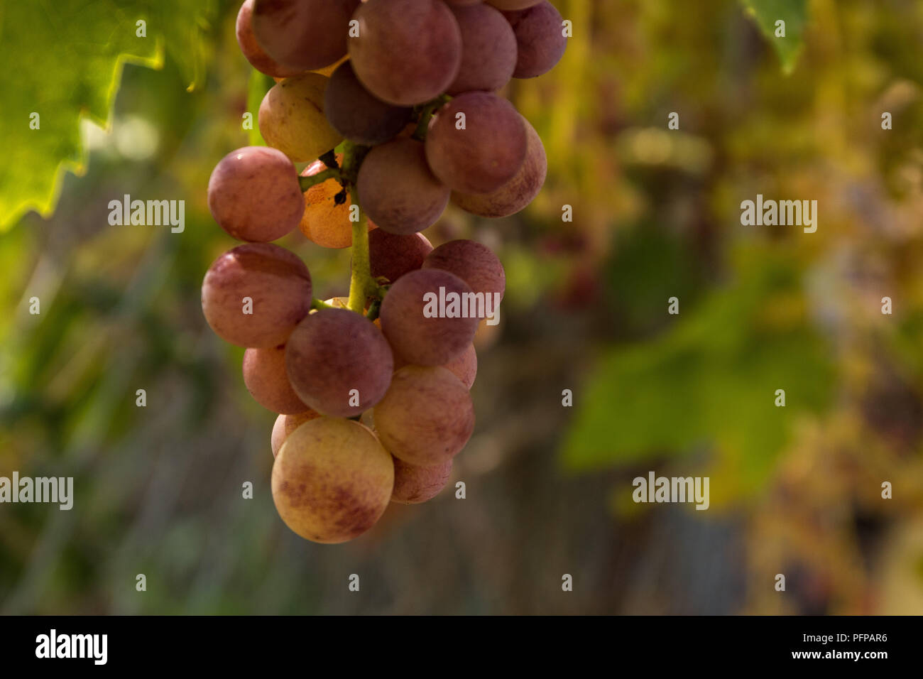Nahaufnahme von einem Cluster von organischen homegrown, lila, grün Trauben am Weinstock Stockfoto