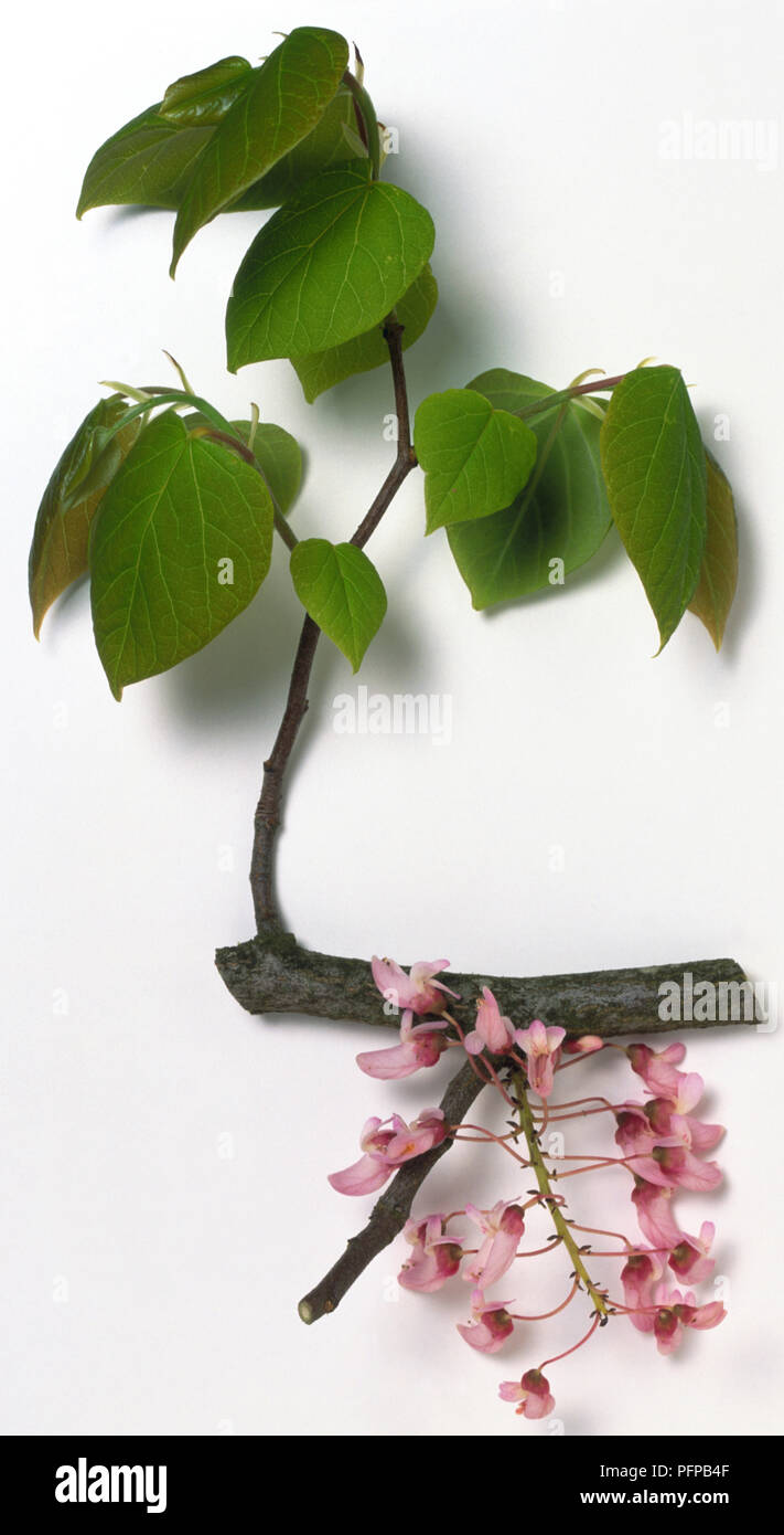 Leguminosae, Cercis racemosa, hellgrau Zweig Tipp, abgerundete Blätter mit Spitze und blass rosa, pea-wie Blumen in raceme aus alten Schießen getragen. Stockfoto