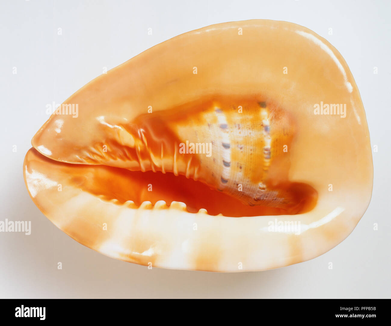 Cassis cornuta, Unterseite der gehörnten Helm Shell, schwere grosse Schale, mit Pfirsich orange glänzende Oberfläche große Lippe und öffnen. Stockfoto