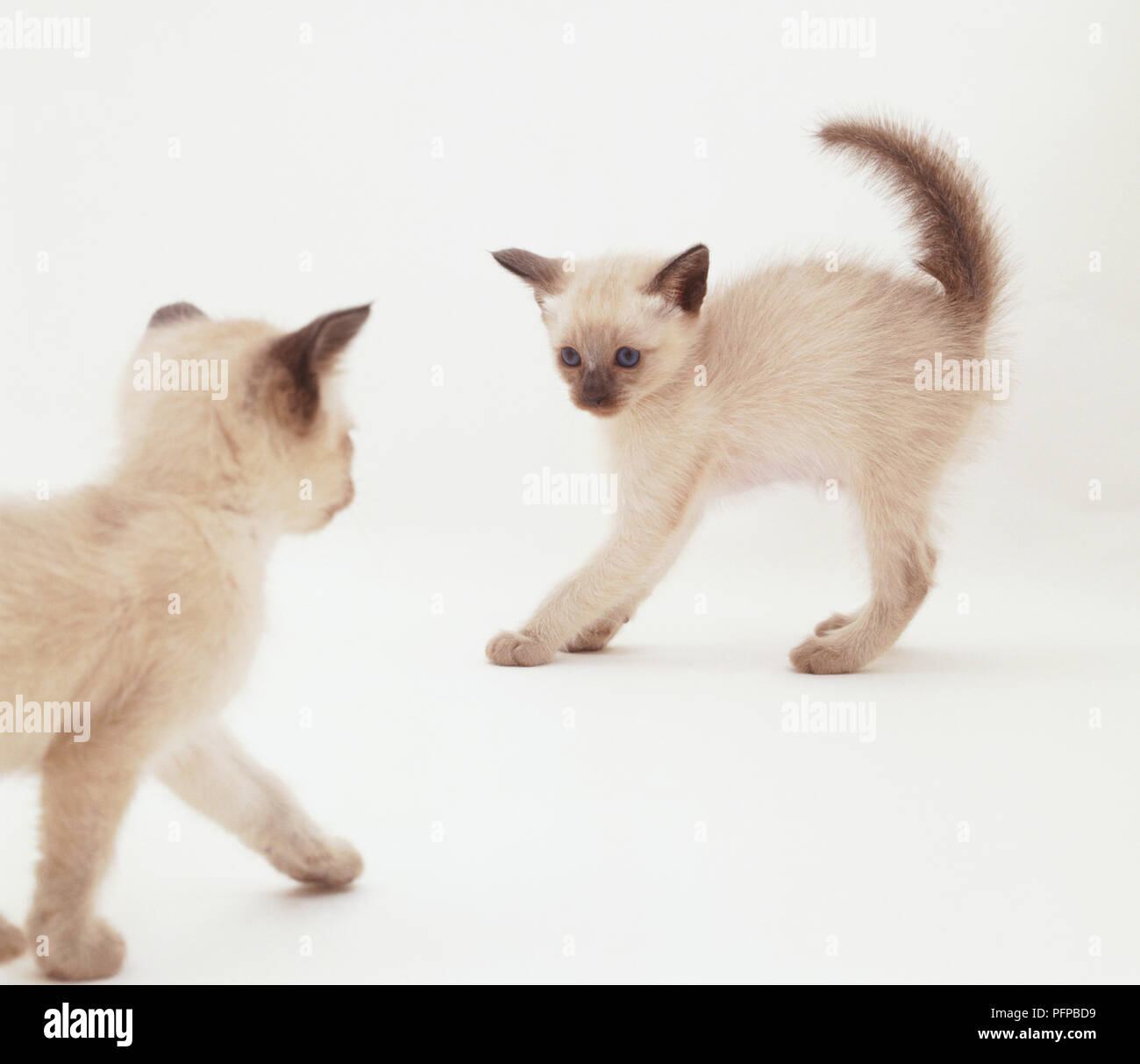 Tonkanese Katze mit seinem Haar stehend Beobachten zweiten Kätzchen nähert. Stockfoto