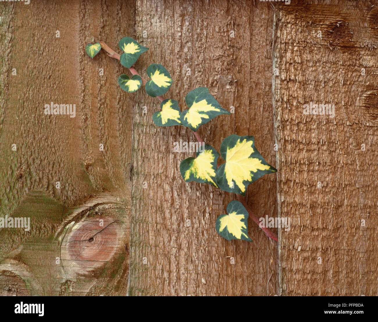 Hedera sp., gelb-grünen Blätter des Efeus Kriechen durch die Lücke zwischen Holzplatten und Anfang zu klettern. Stockfoto