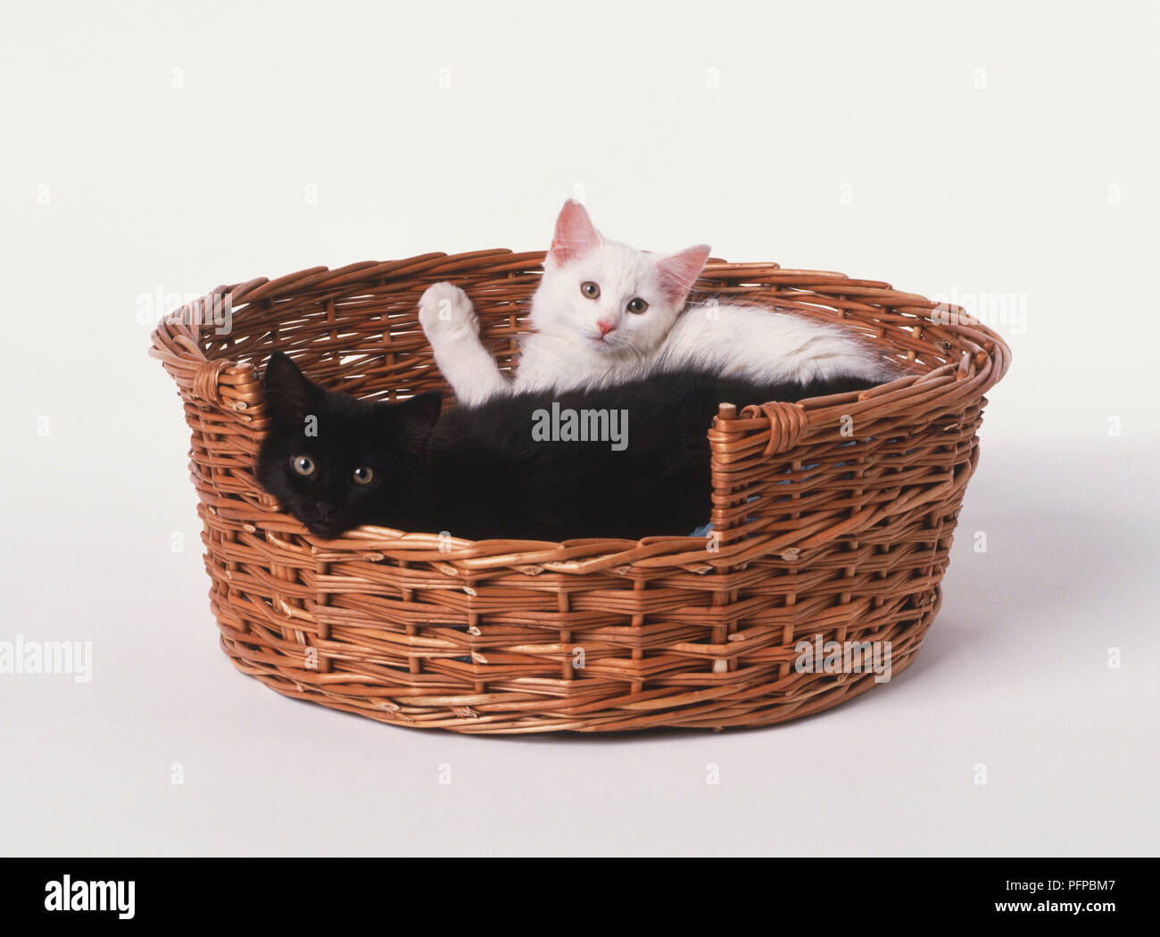 Zwei Jungtiere (Felis catus) liegen im Weidenkorb, an Kamera suchen Stockfoto