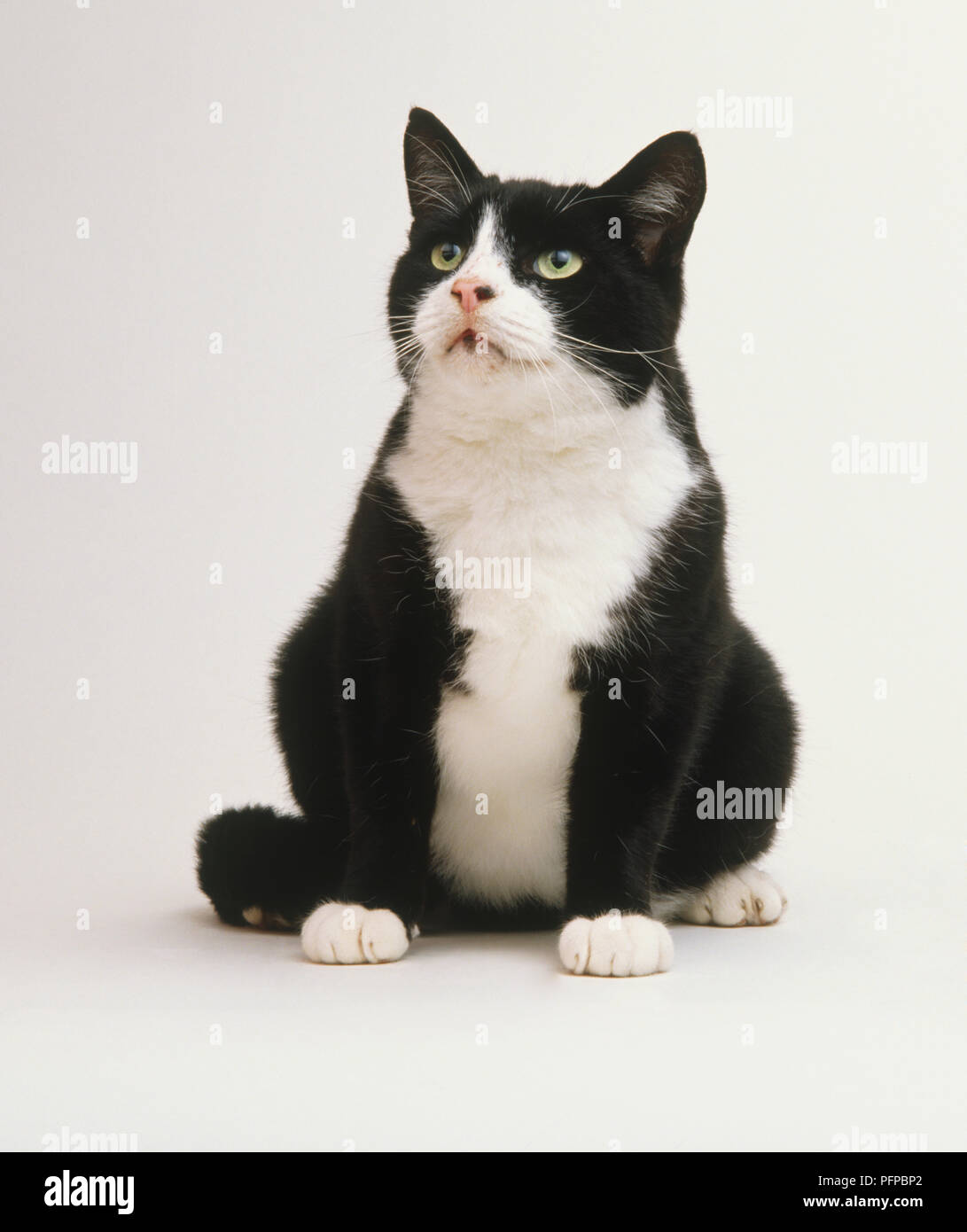Schwarz und Weiß kurzhaar Katze (Felis sylvestris catus) sitzen sah, Vorderansicht. Stockfoto