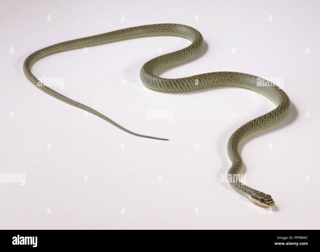 Flying Snake (Chrysopelea sp.) Stockfoto