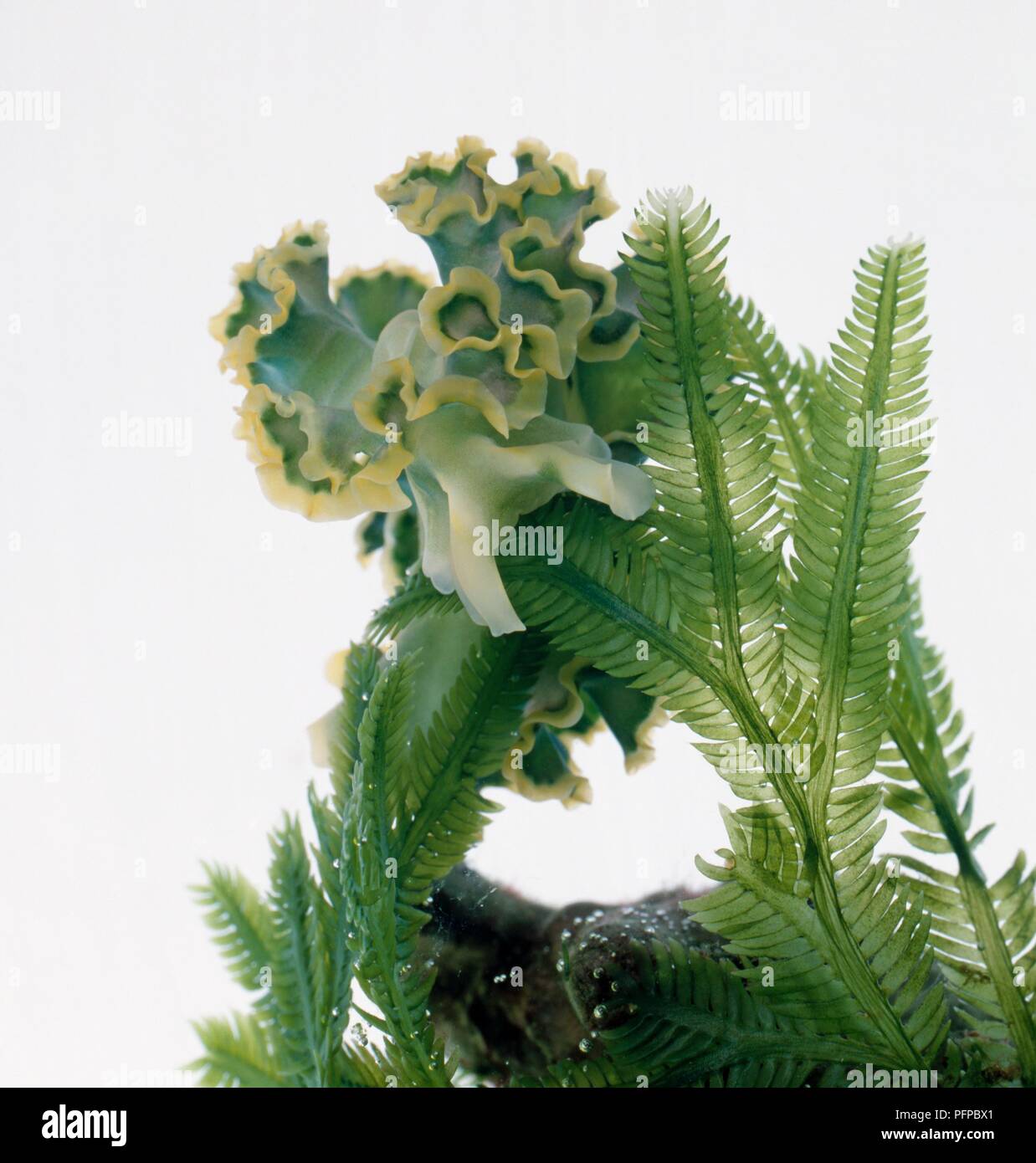 Kopfsalat slug (Elysia crispata) Fütterung auf Algen, close-up Stockfoto