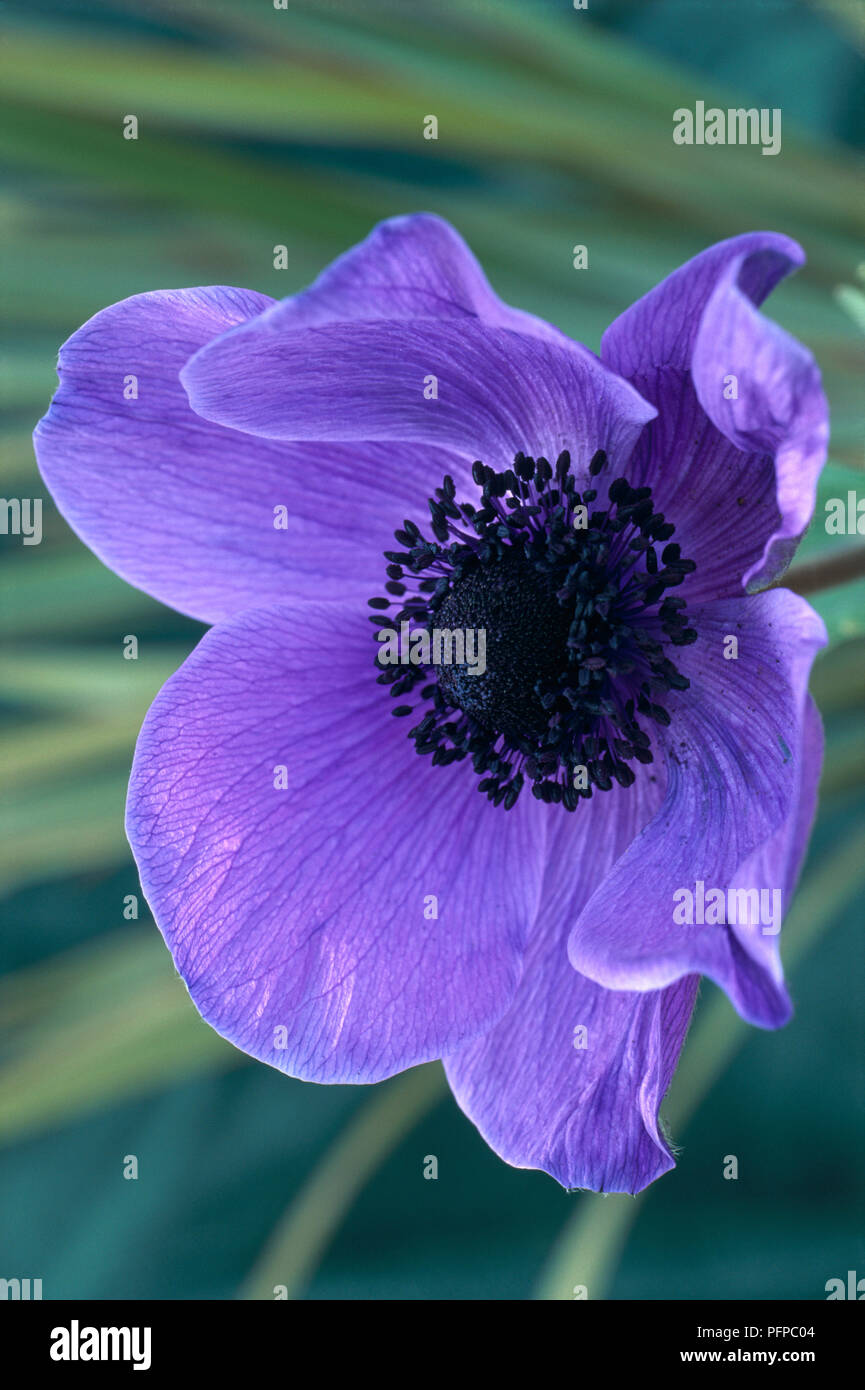 Anemone coronaria 'Mr Fokker" (Poppy Anemone), violett-blau gefärbten Blüte, close-up Stockfoto