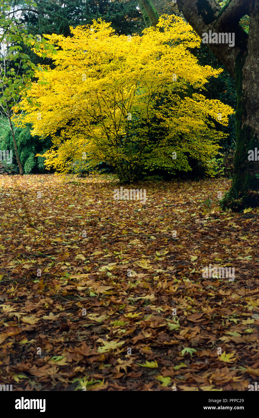 Acer carpinifolium, Sommergrünen Baum mit goldenen Blättern, mit Teppich der Blätter im Vordergrund auf Waldboden Stockfoto