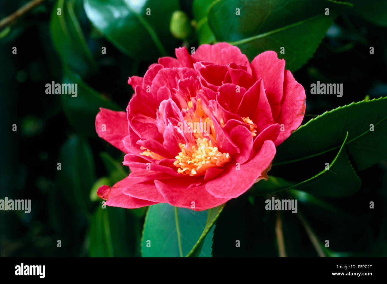 Camellia japonica 'Blut von China' ('Victor Emmanuel"), tief rosa Blume und immergrüne Blätter, close-up Stockfoto