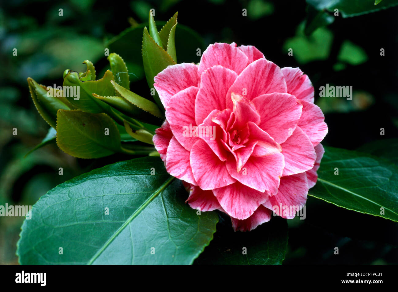 Camellia japonica 'Vittorio Emanuele II" (japanische Kamelie), rosa Blume und immergrüne Blätter, close-up Stockfoto