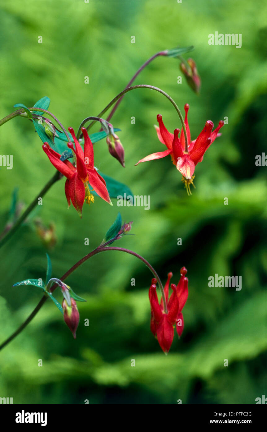 Aquilegia formosa var Truncata (Crimson Columbine, Western Columbine), rote Blumen und Blüten sowie deren Knospen am Stängel, close-up Stockfoto