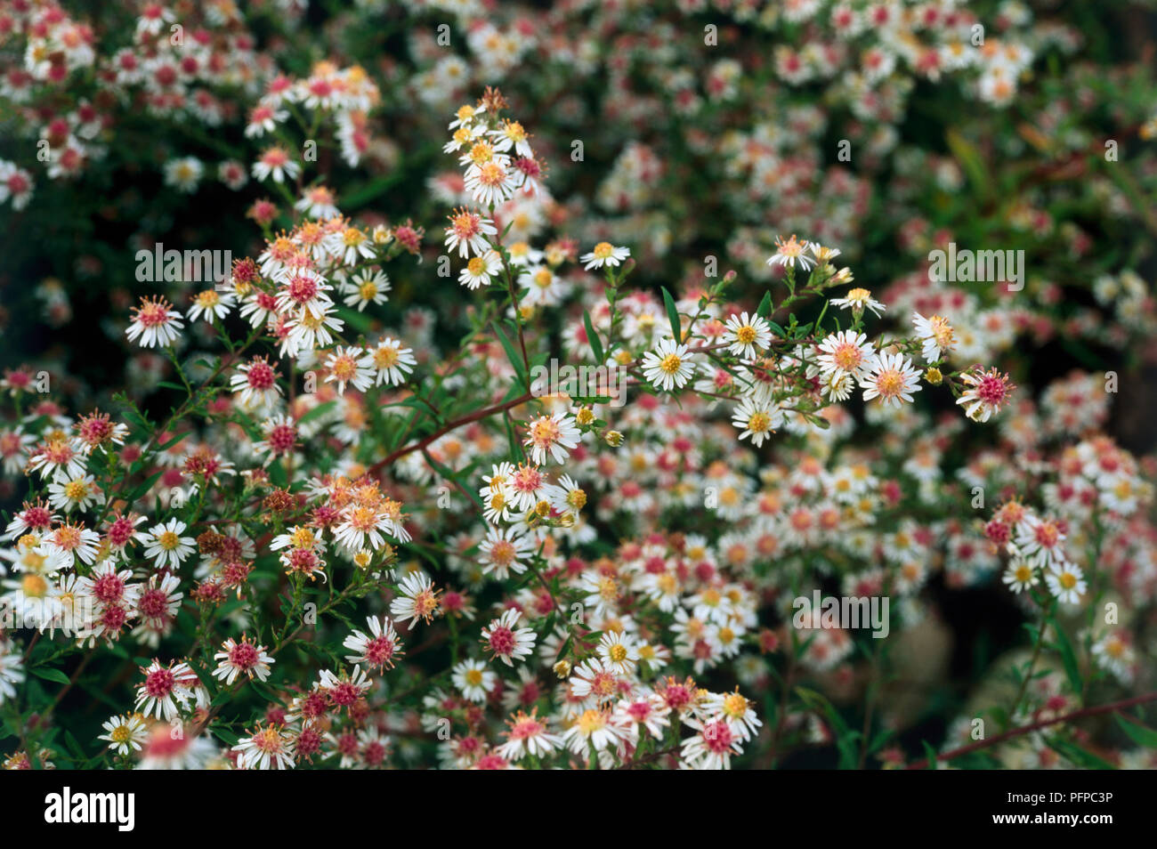 Aster lateriflorus (Calico aster), Blumen Stockfoto