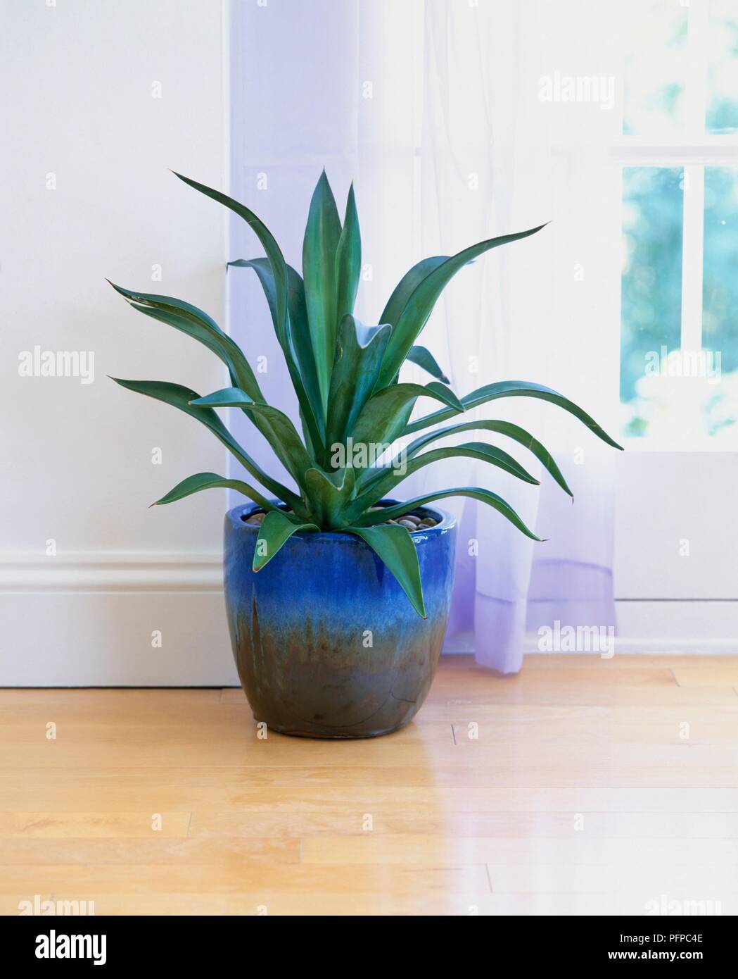 Agave in einem topf -Fotos und -Bildmaterial in hoher Auflsung  Alamy