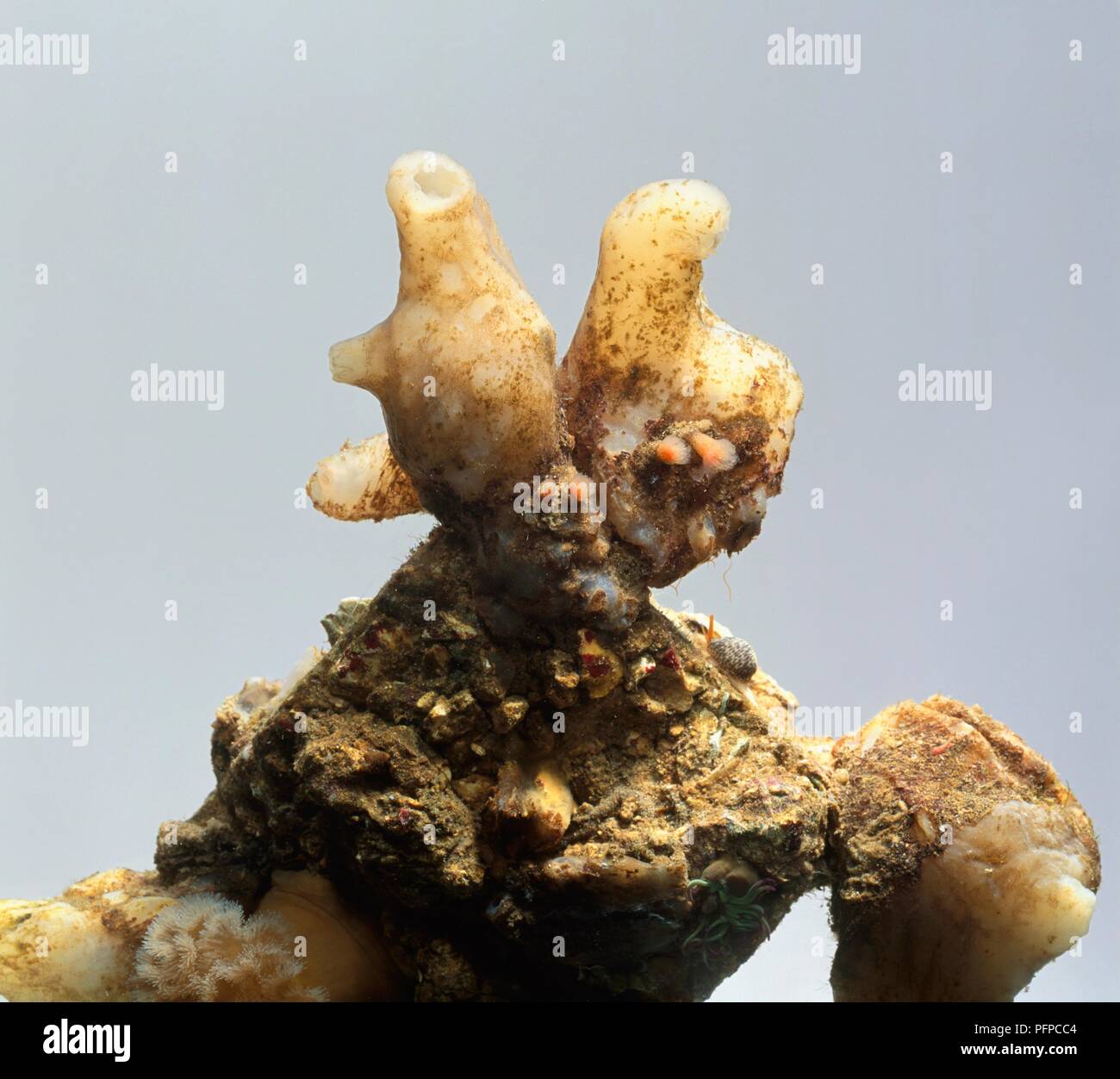 Tunicate angebracht, um unter Wasser zu Rock Stockfoto