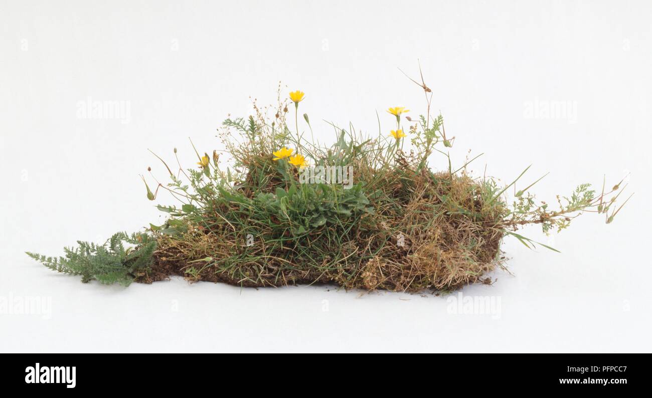Büschel Gras und Wildblumen Stockfoto