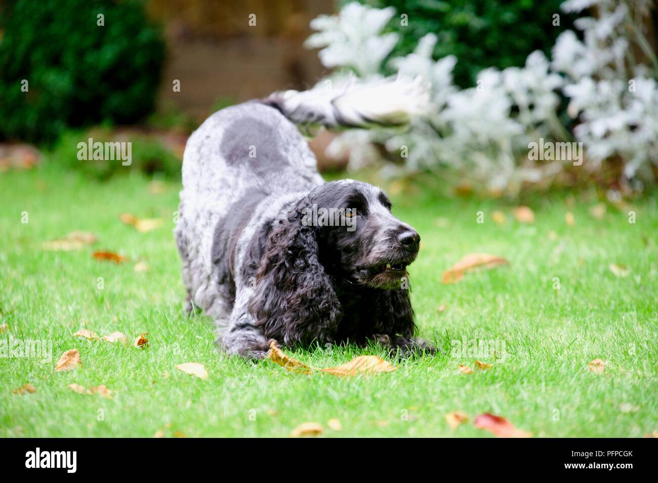 Eine schwarze und weiße Spaniel hockend im Gras Stockfoto