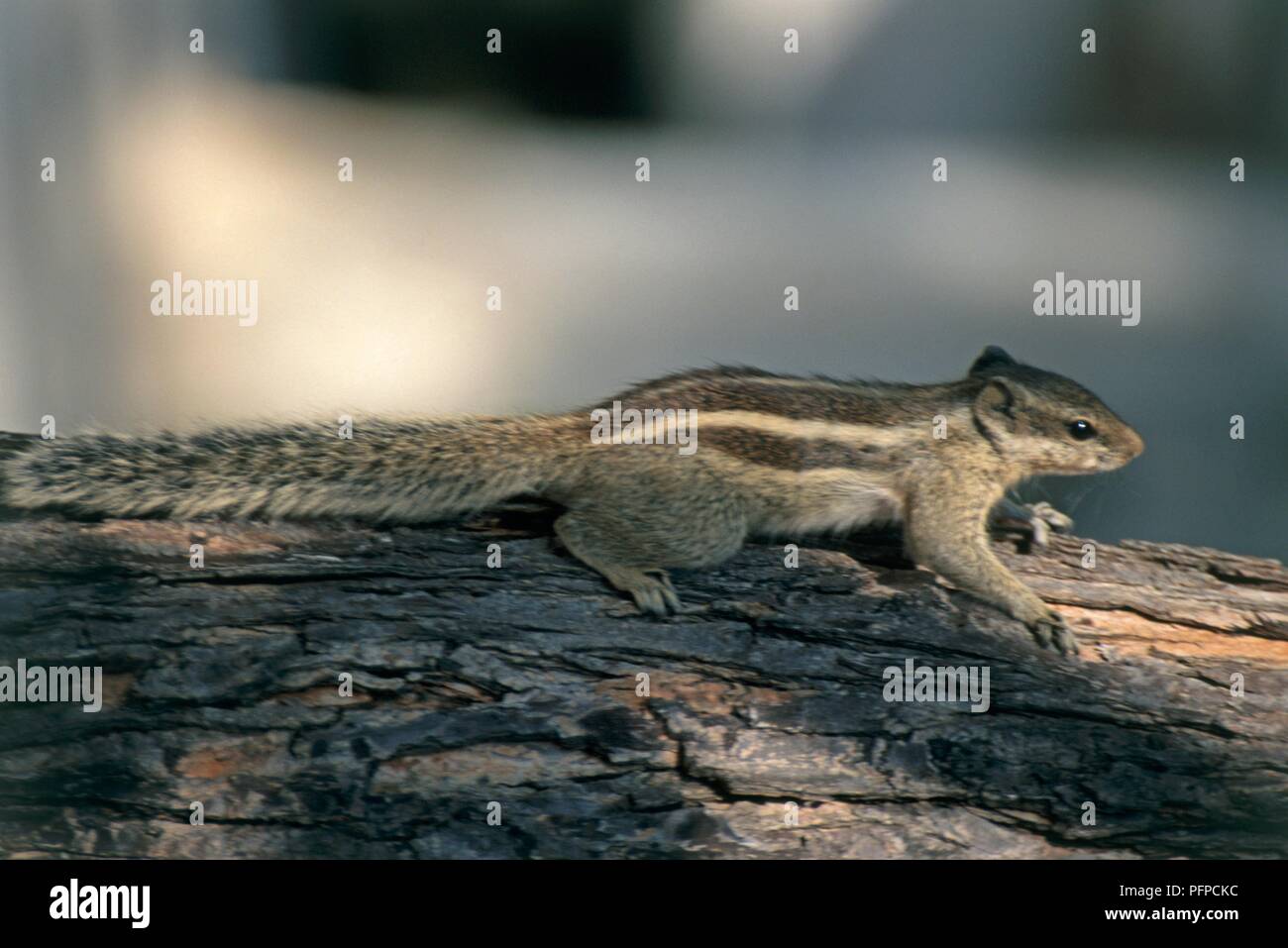 Indien, Udaipur, Indische palm Squirrel (Funambulus palmarum) Festhalten an der Rinde von einem Baumstamm Stockfoto