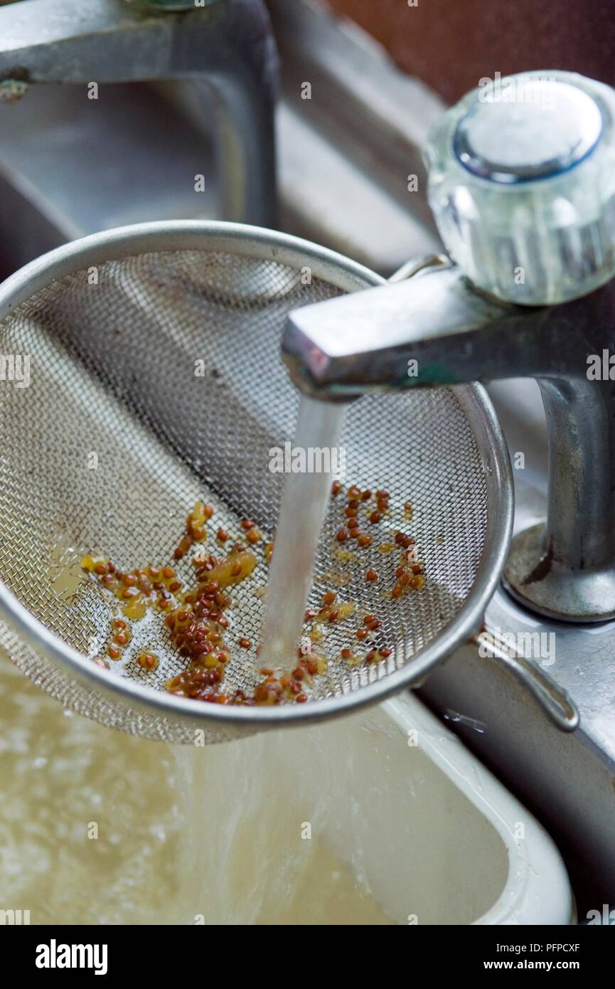 Spülen Tomatensamen in Sieb unter fließendem Wasser über dem Waschbecken Stockfoto