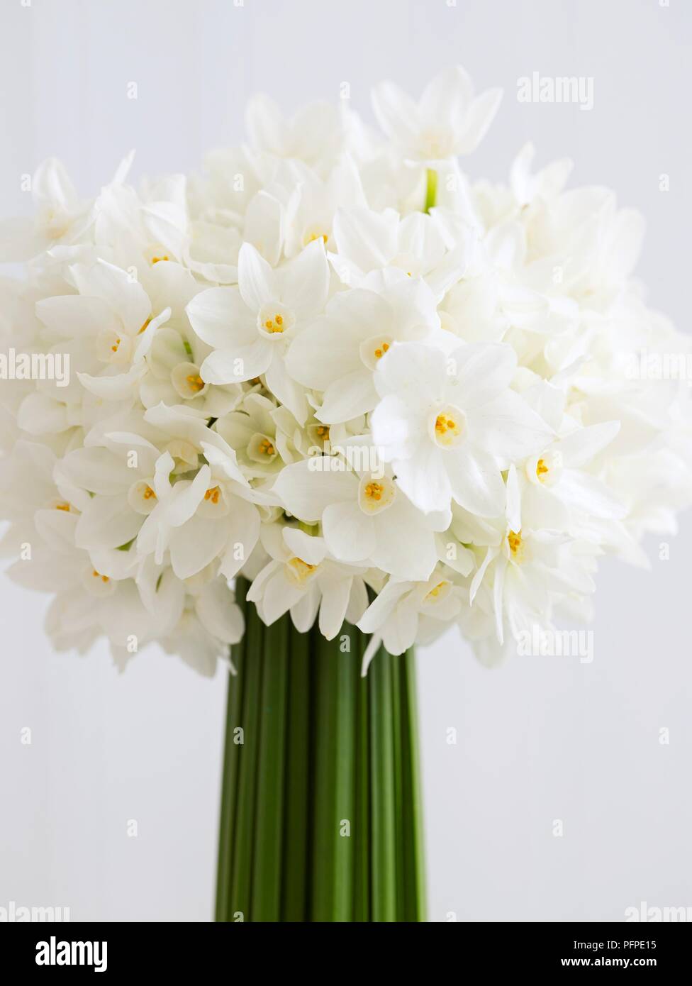 Bündel weißen Narzissen Blumen, close-up. Stockfoto