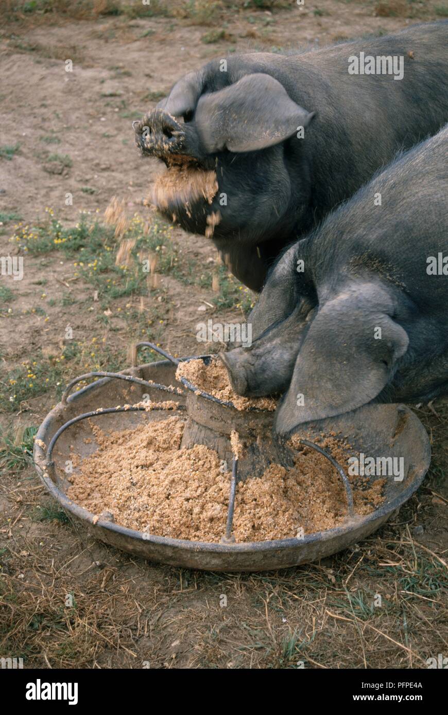 Zwei große, schwarze Schweine füttern Stockfoto