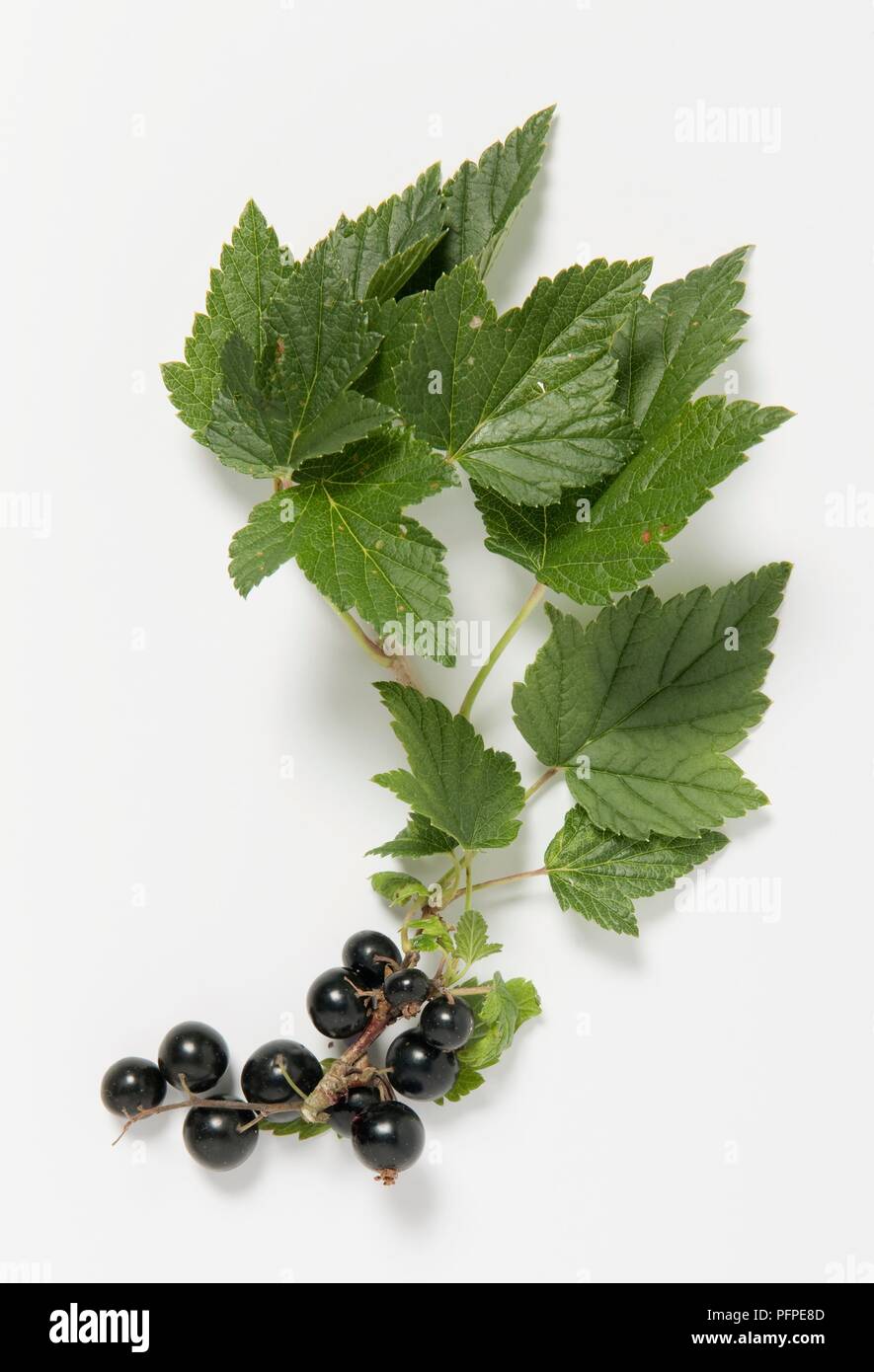 Ribes nigrum (schwarze Johannisbeere) Früchte und Blätter Stockfoto