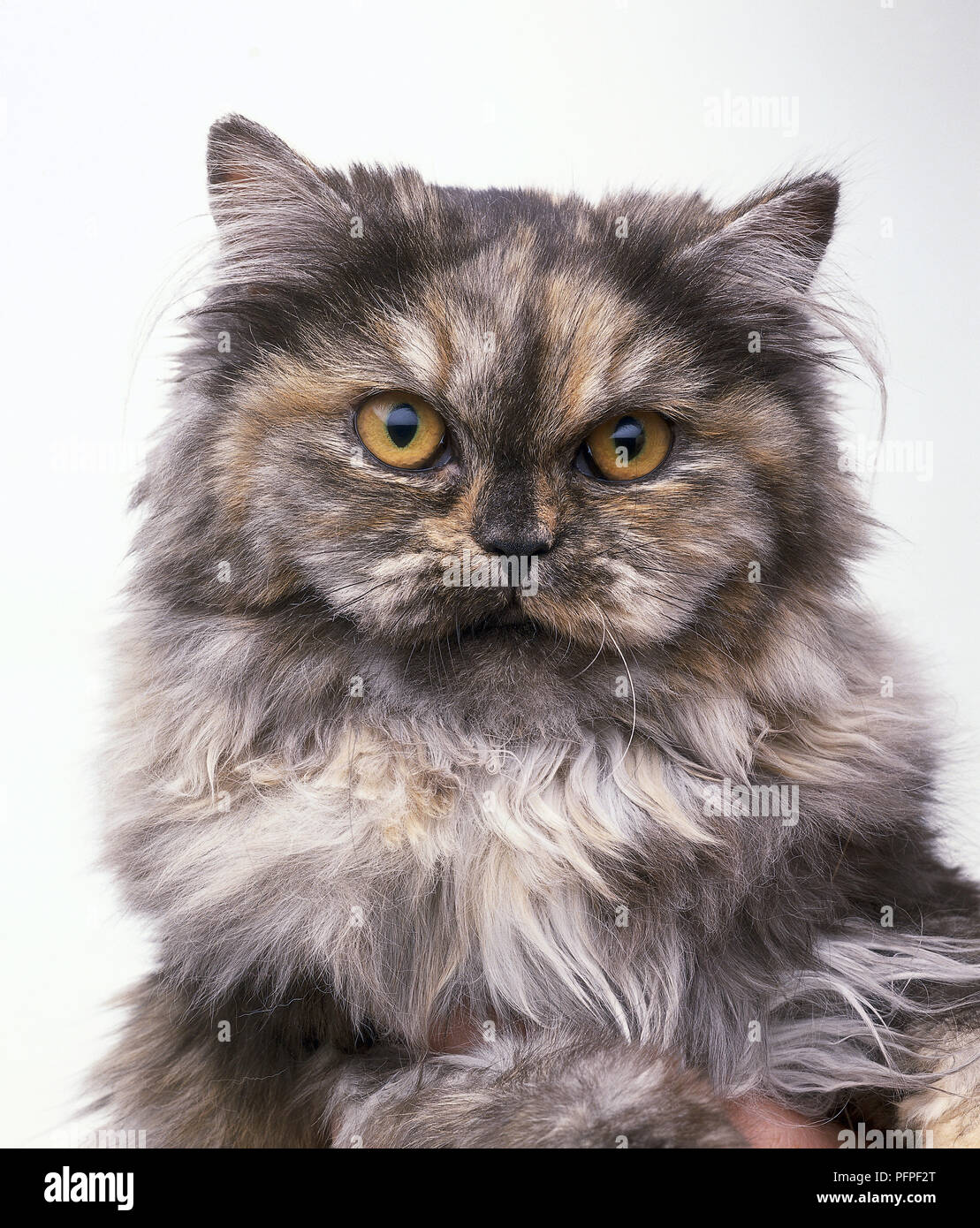 Schildpatt Cameo Langhaarkatze mit orangefarbenen Augen Stockfoto