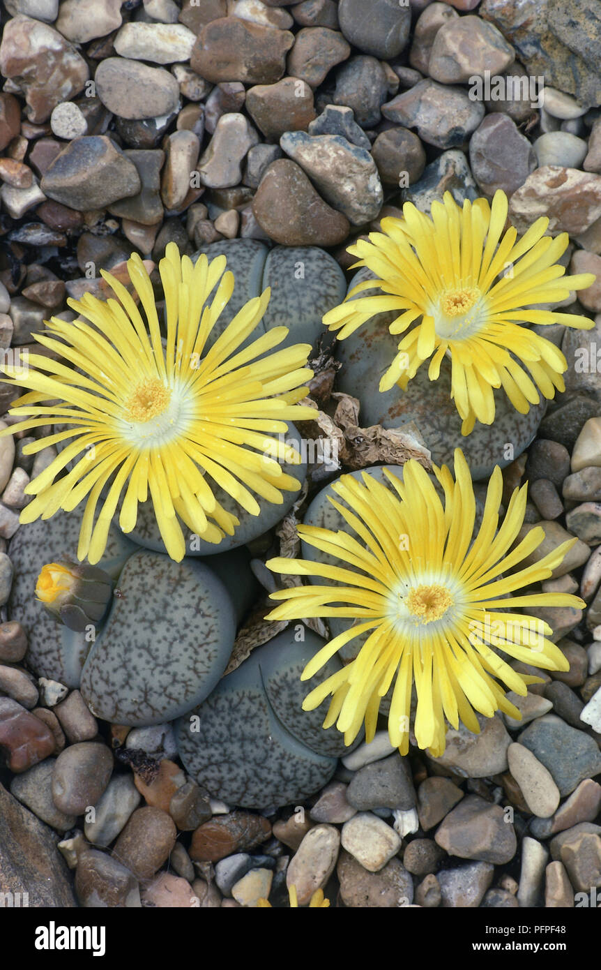 Gelbe Blumen und fleischige Blätter von Lithops pseudotruncatella var pulmonuncula (Kiesel Pflanzen), close-up Stockfoto