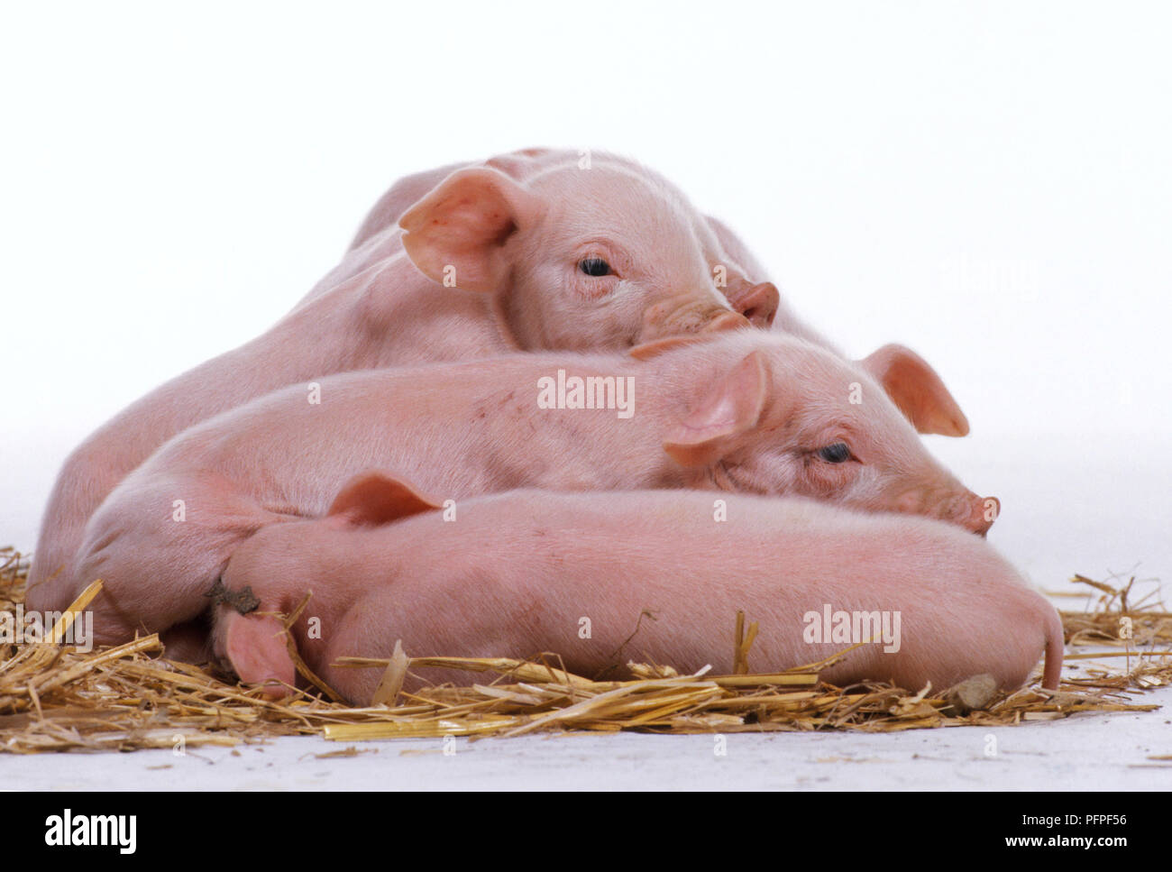 Drei zwei Tage alten Ferkeln müde und Schlafen im Stroh Stockfoto