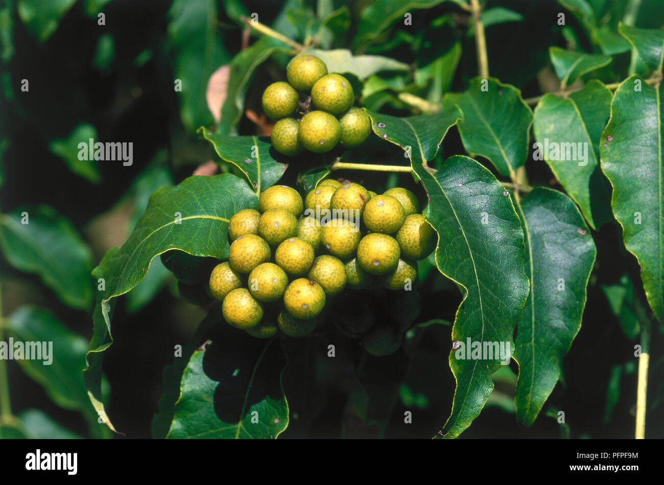 Phellodendron lavallei (Cork) mit runden gelb-grüne Früchte und Glänzend dunkelgrüne Blätter Stockfoto