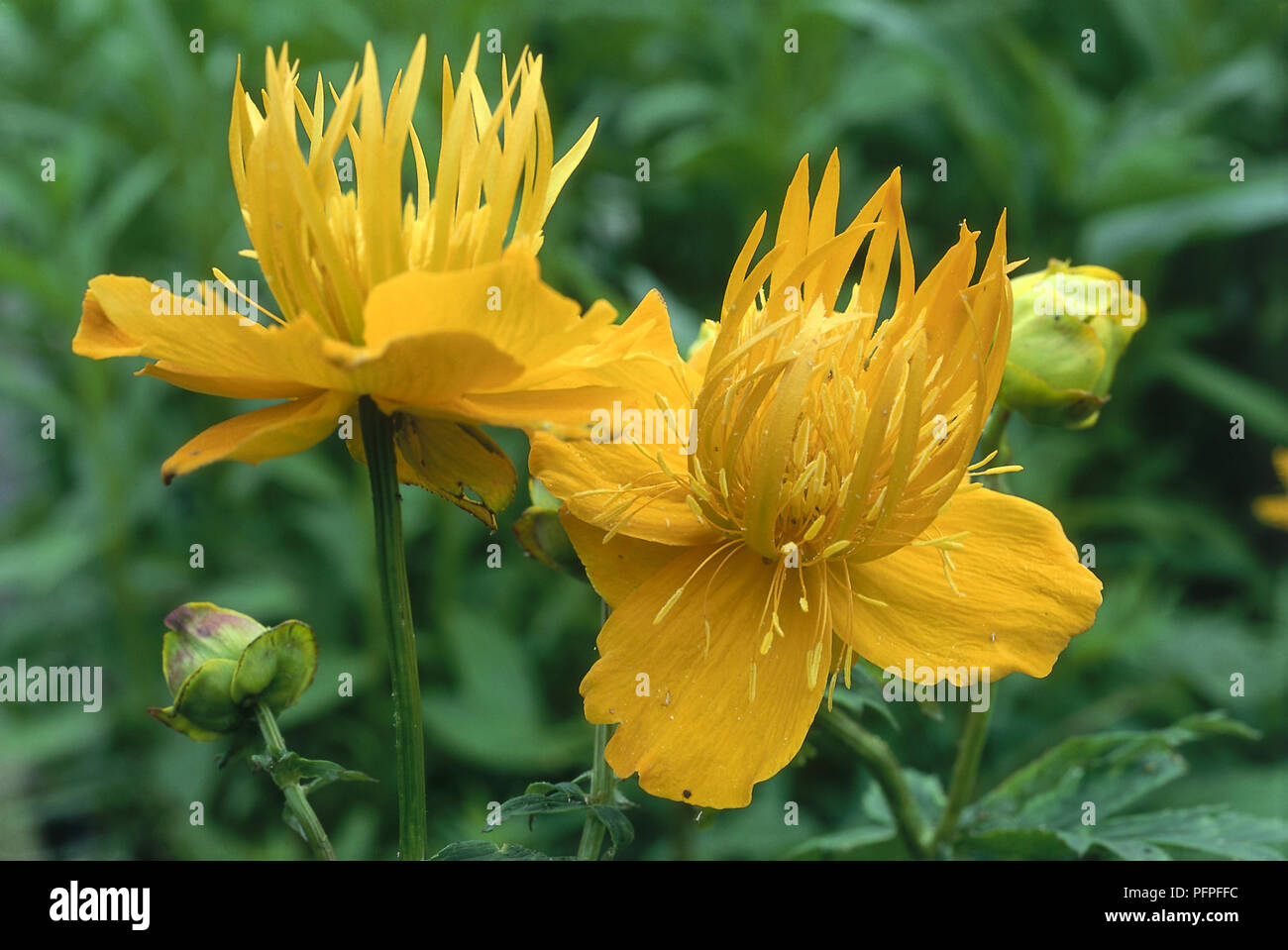 Trollius chinensis 'Golden Queen' mit leuchtend orangen Blüten und neue Blüten auf langen Stielen, close-up Stockfoto