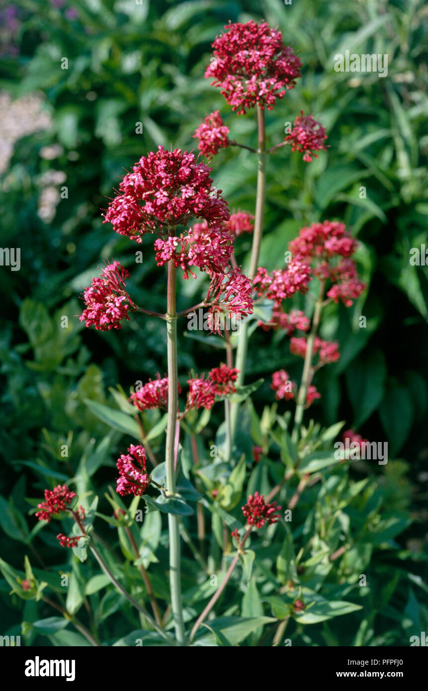 Centranthus ruber (Baldrian oder rot Baldrian), Cluster von kleinen Blumen auf hohen Stielen mit grünen Blättern Stockfoto