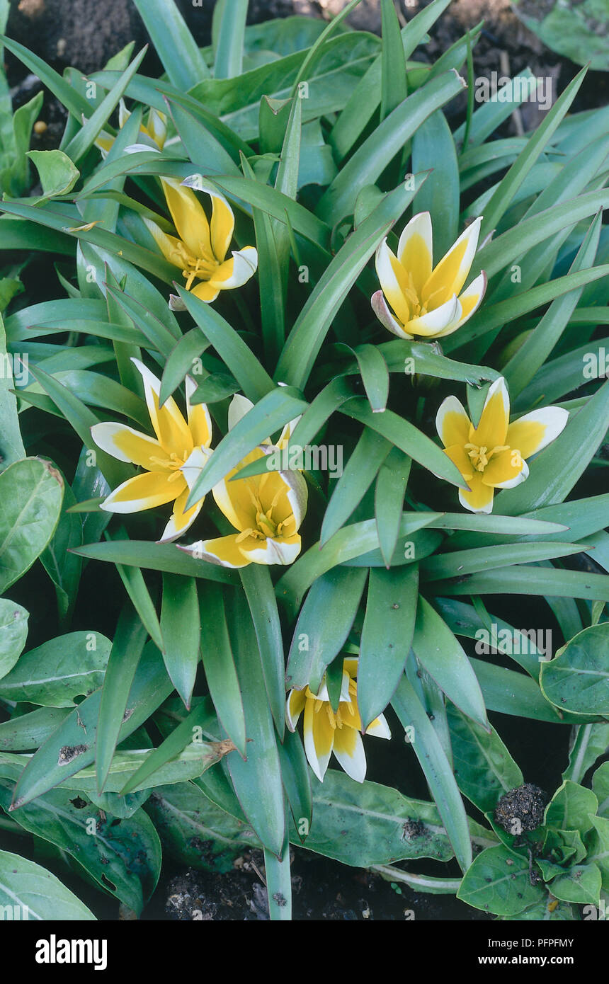 Tulipa tarda (späte Tulpe, Tarda tulip), Tiefe gelbe Blumen, umrandet mit weißen und grünen Blättern, close-up Stockfoto
