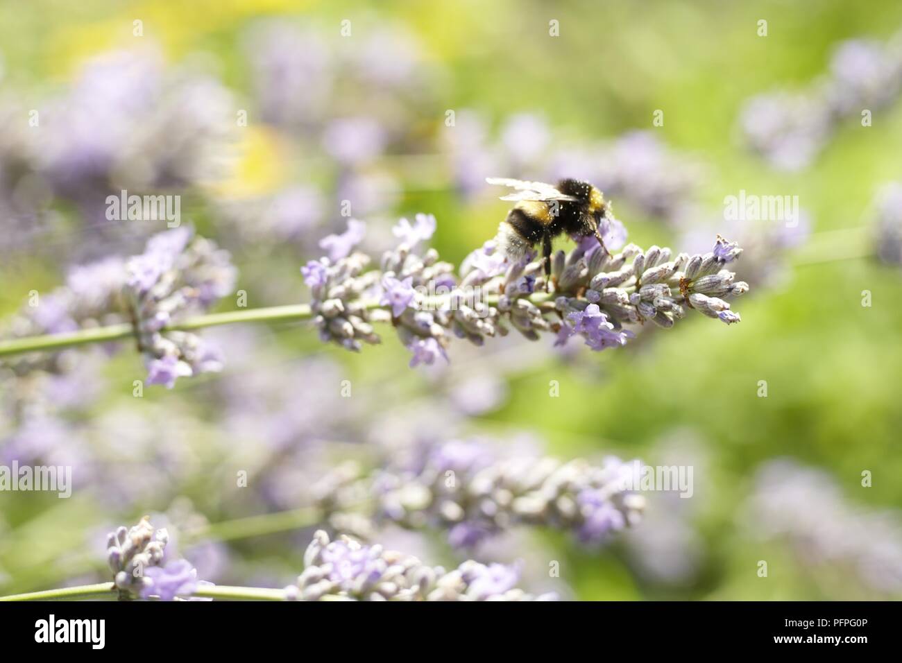 Biene auf Heather Zweig Stockfoto