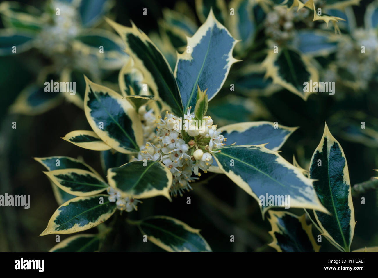 Ilex aquifolium Argentea Marginata'' (Holly), Cluster von Blumen und grüne und gelbe Blätter, close-up Stockfoto