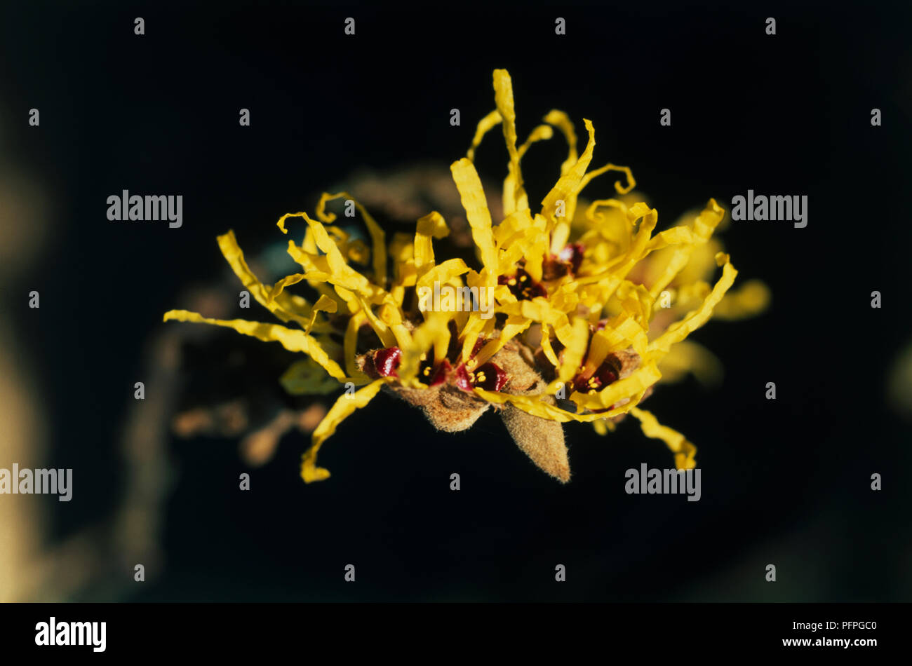 Hamamelis x intermedia 'Githago', gelbe Blumen, close-up Stockfoto