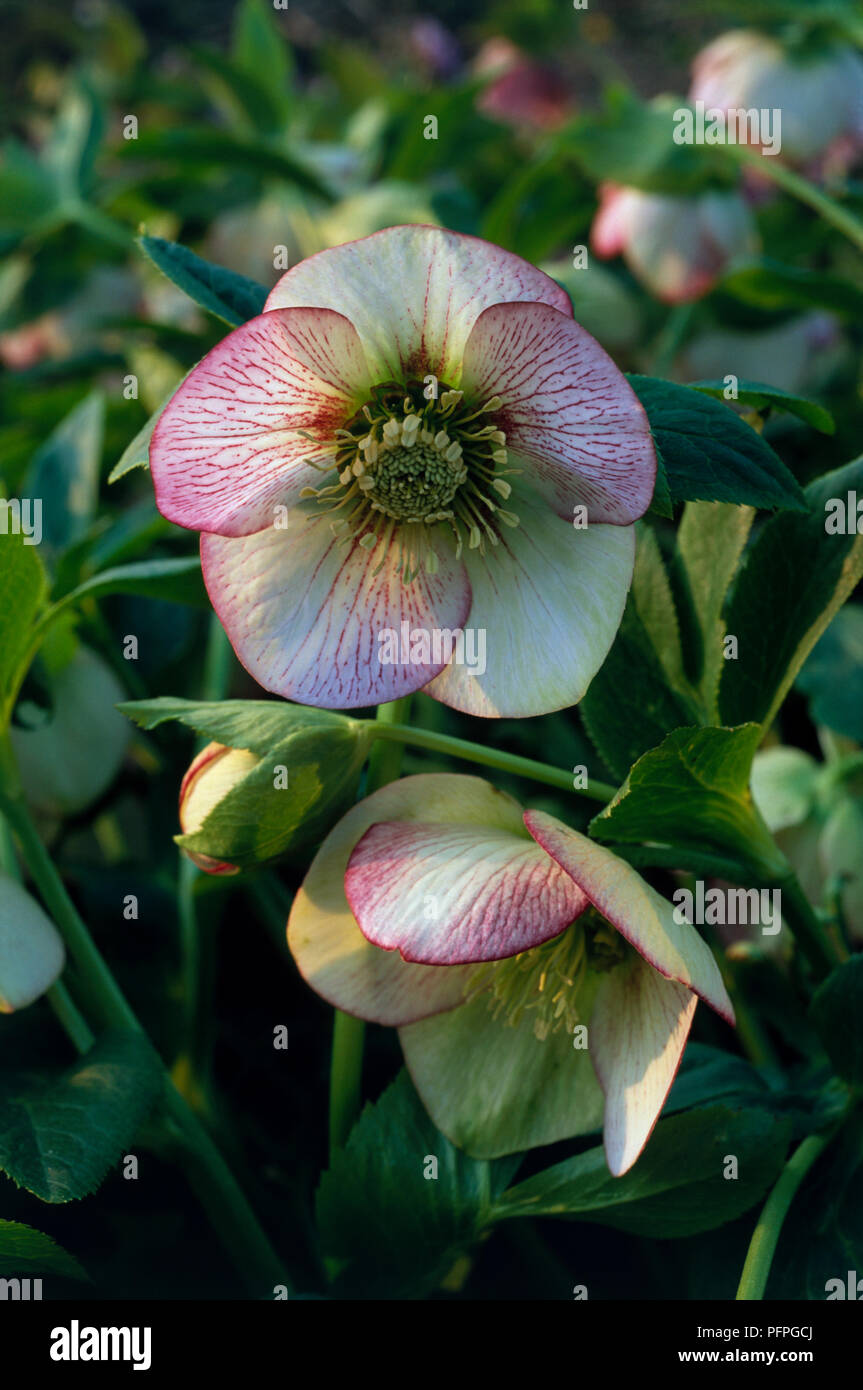 Helleborus hybridus, rosa-weißen Blüten, Entfaltung Bud und grüne Blätter, close-up Stockfoto