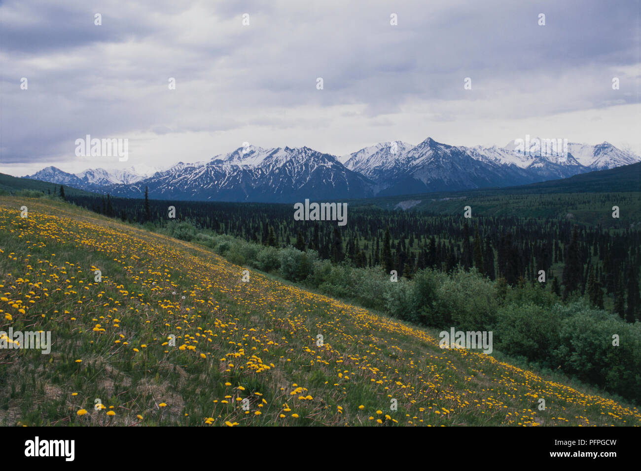 USA, Alaska, die Fülle des gelben Wildblumen wachsen in Hügellage mit schneebedeckten Gipfel der Chugach Berge in der Ferne unter bedecktem Himmel Stockfoto