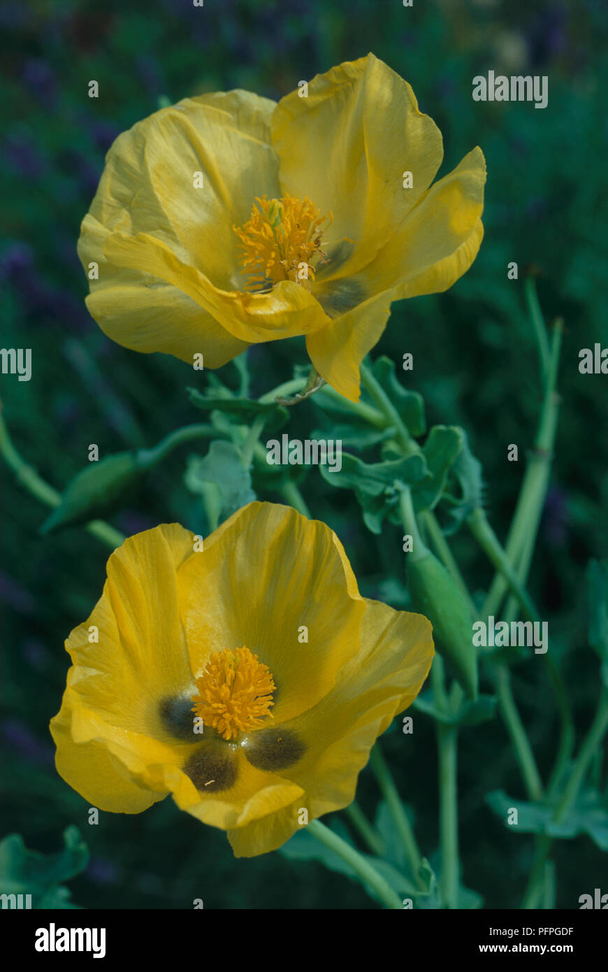 Glaucium flavum (gelben Mohn gehörnten), gelbe Blumen, close-up Stockfoto