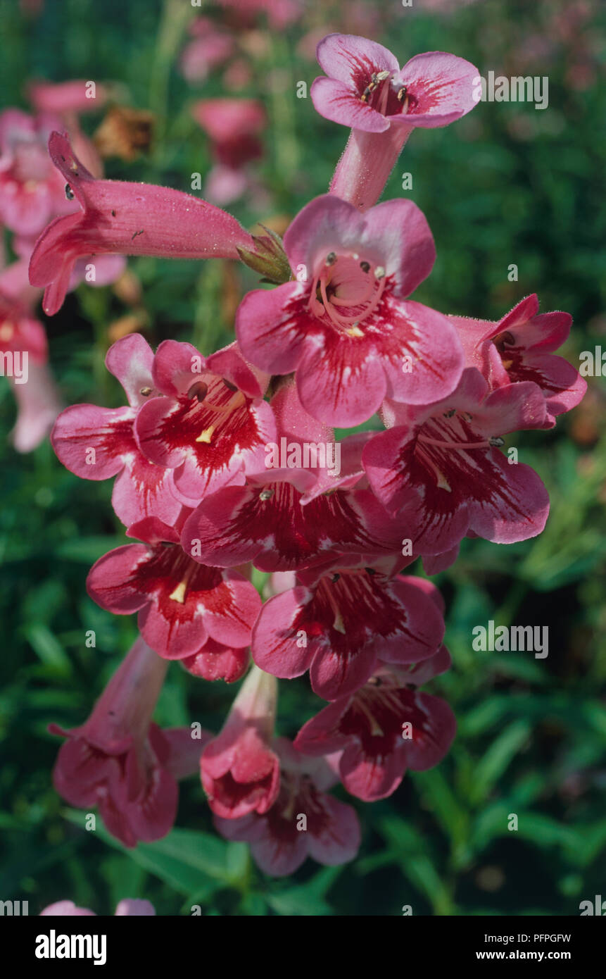 Penstemon' Elmley" (Bart-Zunge), Blumen, close-up Stockfoto