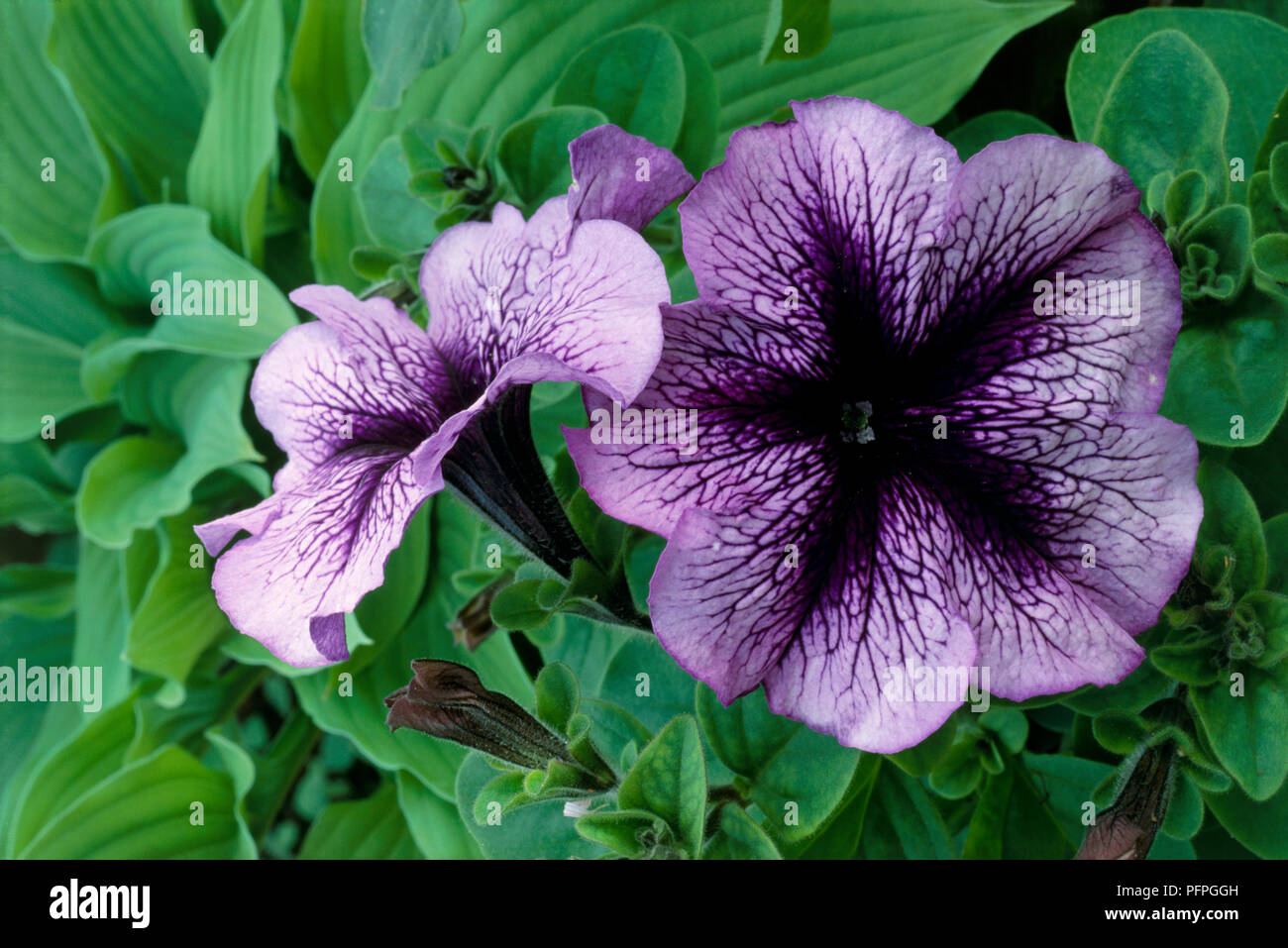 Petunie 'Blue Daddy', lila Blumen und grüne Blätter, close-up Stockfoto