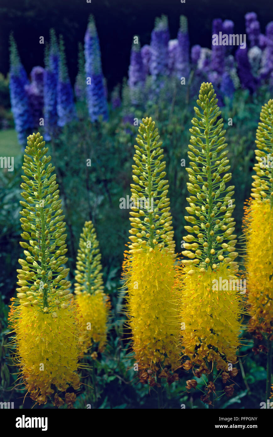 Eremurus stenophyllus (Foxtail Lily, Wüste Kerze), gelbe Blumen, close-up Stockfoto