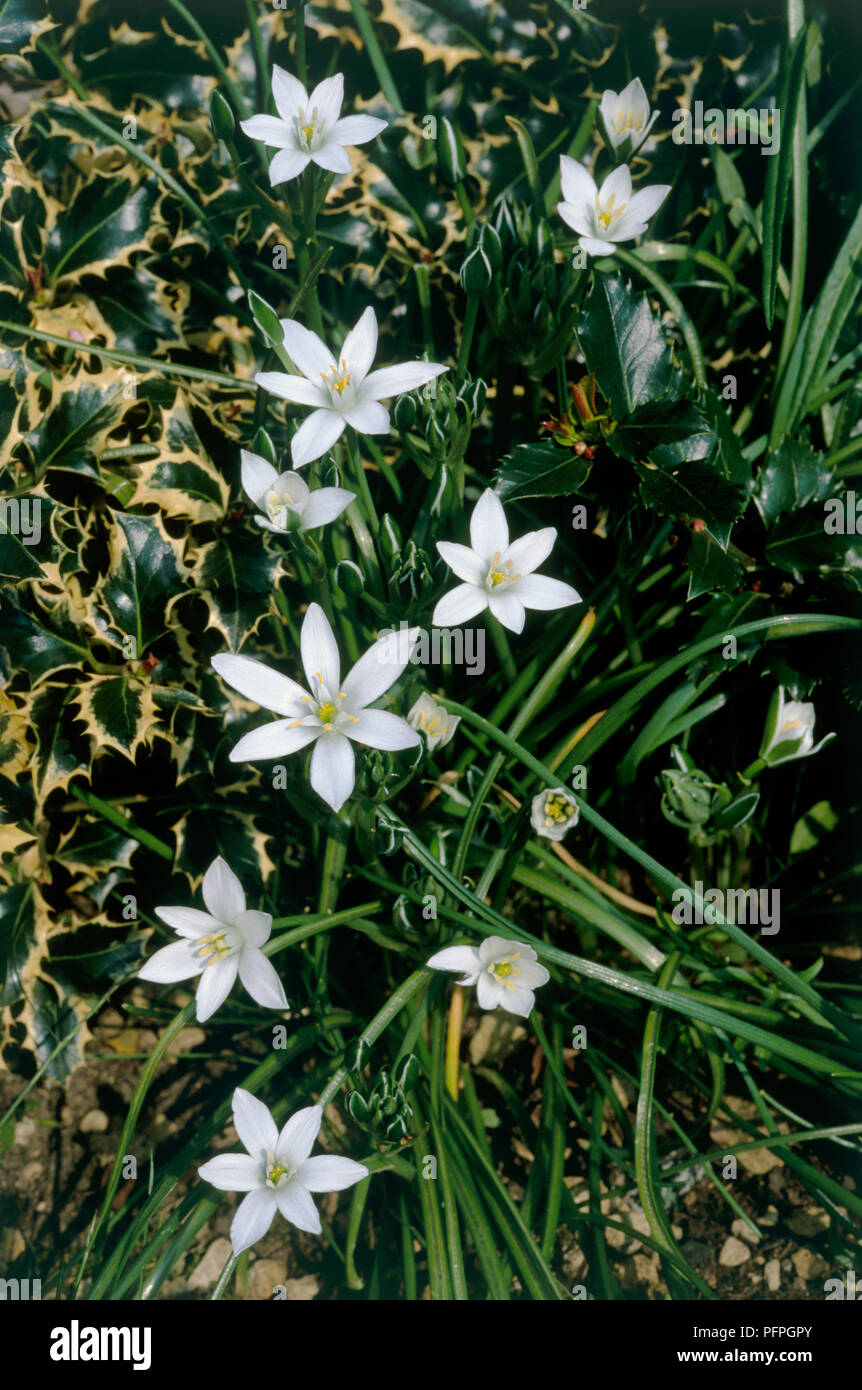 Ornithogalum umbellatum (Stern von Bethlehem), weiße Blumen und grüne Blätter, close-up Stockfoto