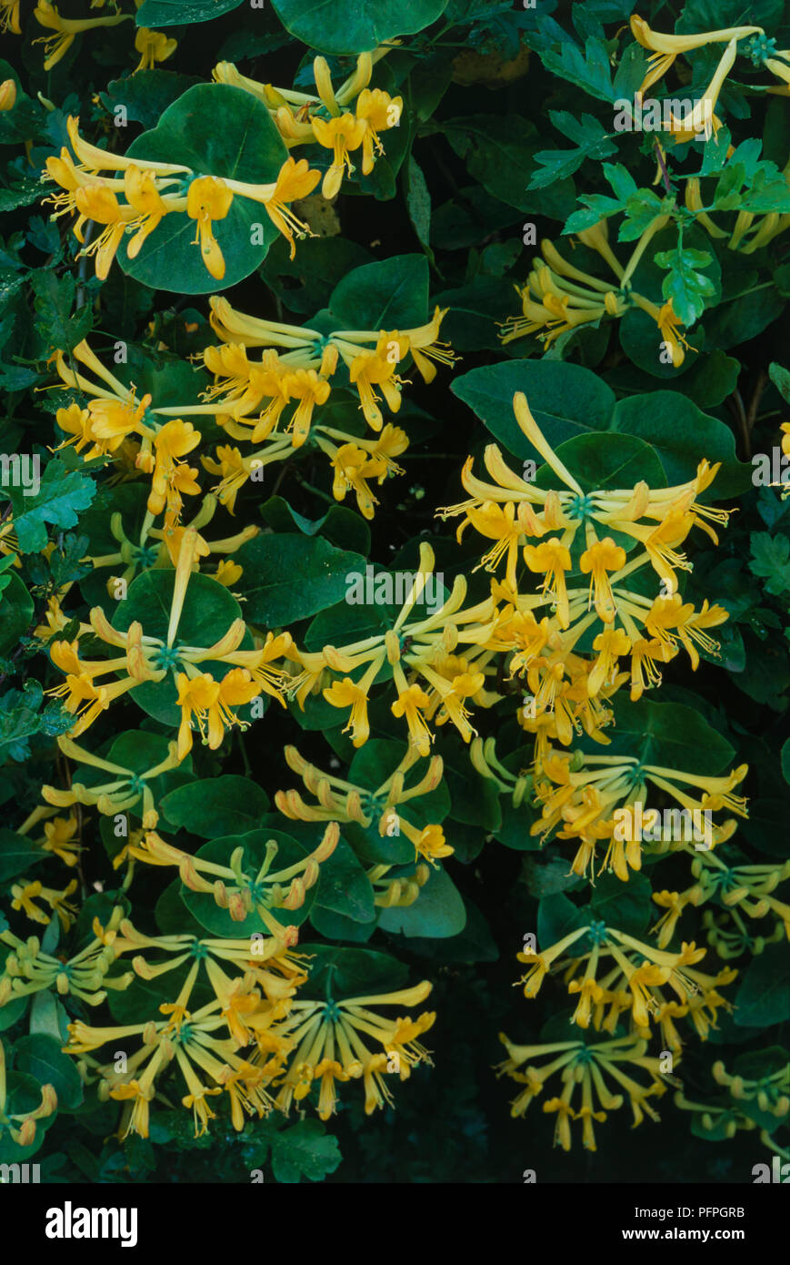 Lonicera x tellmanniana (geiblatt), gelbe Blumen Stockfotografie - Alamy