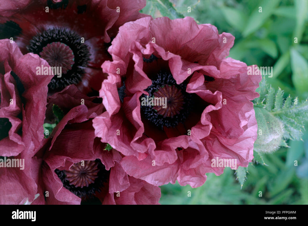 Papaver orientale 'Patty's Plum" (Oriental poppy), rosa Blüten mit rüschen Blütenblätter, close-up Stockfoto