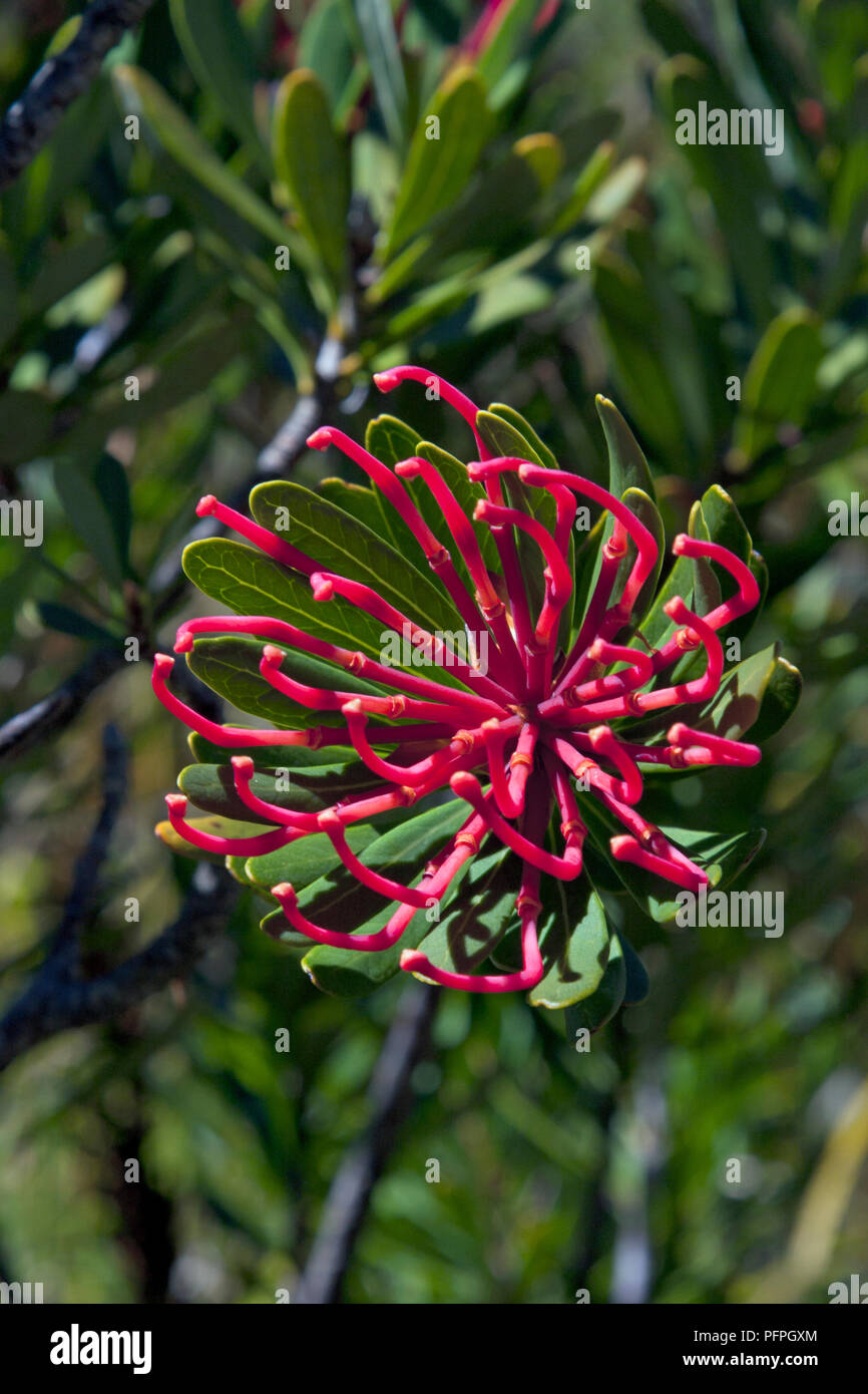 Australien, Tasmanien, Cradle Mountain, Dove Lake, Telopea truncata (Tasmanischen waratah), Rosa flowerhead Stockfoto