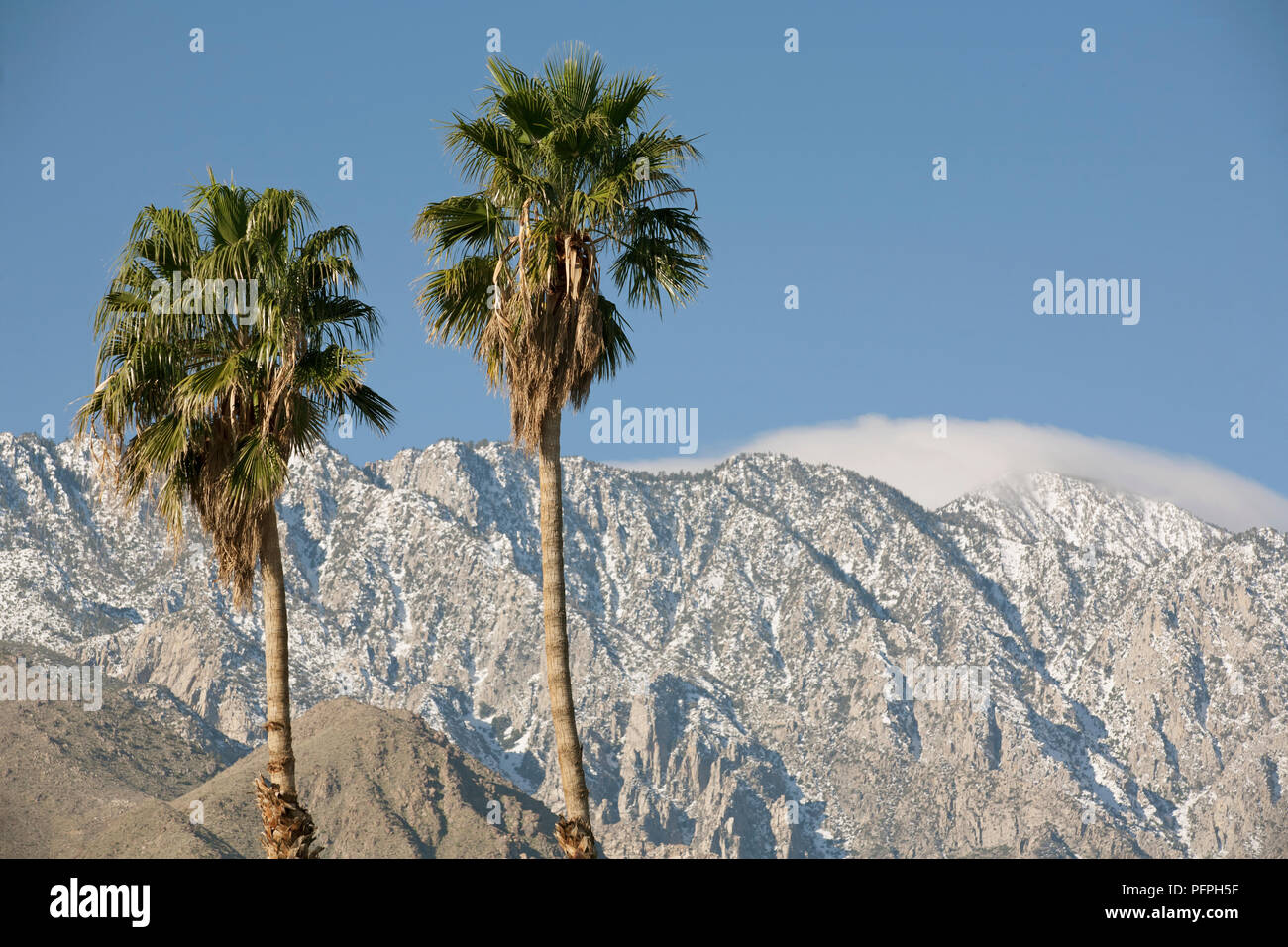 USA, Florida, Palm Springs, Palmen vor Bergkulisse Stockfoto