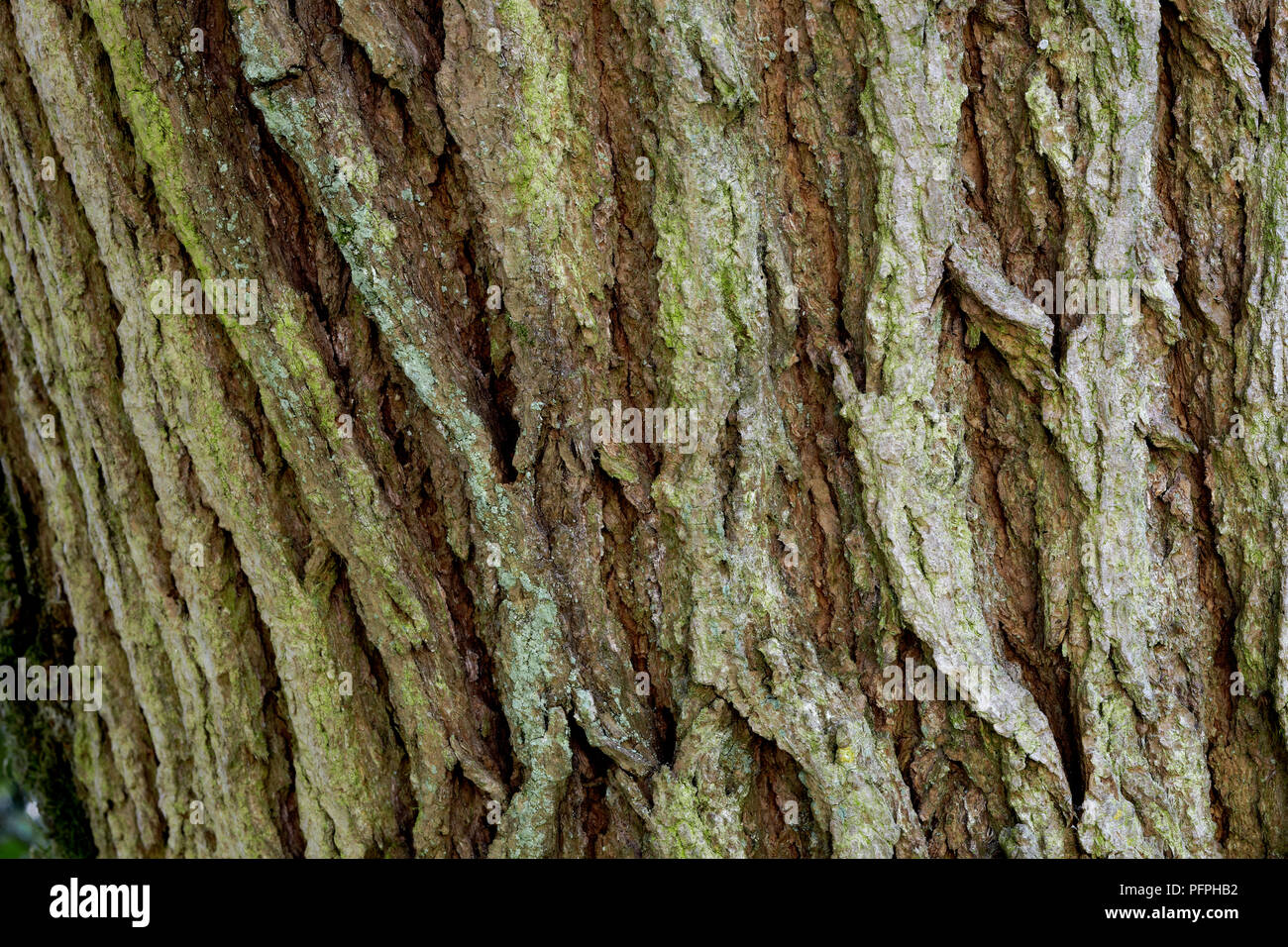 Catalpa bignonioides (Southern Catalpa, indische Bean tree), close-up auf Rinde Stockfoto
