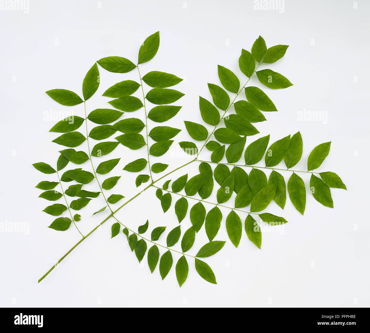Gymnocladus dioicus (Kentucky Coffeetree) grüne Blätter am Stengel schneiden, close-up Stockfoto