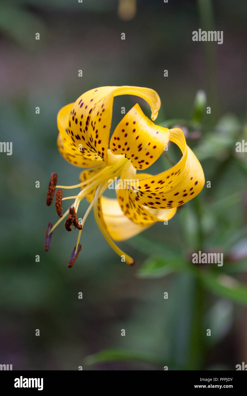 Lilium 'Leichtlinii' (Leichtlins' Lily), close-up Stockfoto