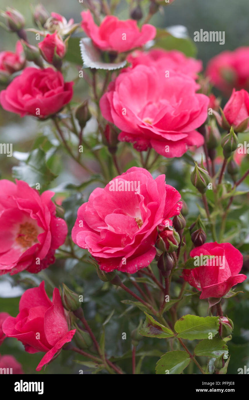 Rosa Blume Teppich ('Noatraum') Stockfoto